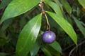 Syzygium oleosum